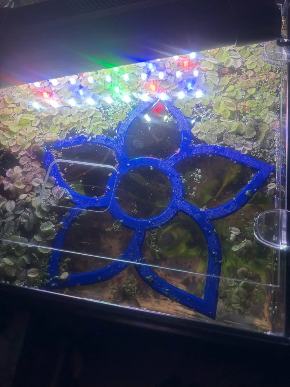 Floating Aquarium Ring - Versatile Fish Tank Decor